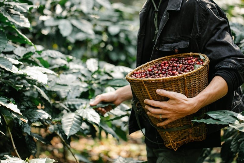 man-picking-coffee-berries-in-basket